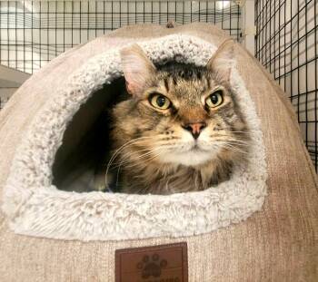Maurice - FIV -  Domestic Medium Hair Cat for Adoption in Kirkland, Washington - Maurice - FIV | PetCurious
