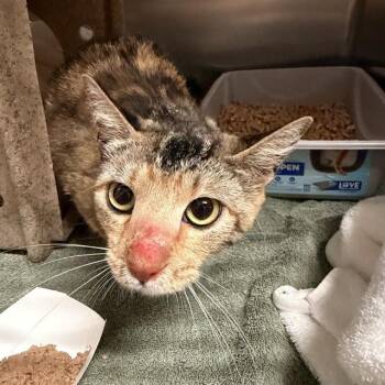 SWEET PEA -  Domestic Short Hair Cat for Adoption in Alameda, California - SWEET PEA | PetCurious