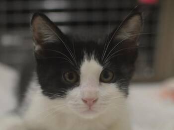 Jerry -  Domestic Short Hair Cat for Adoption in Portland, Oregon - Jerry | PetCurious