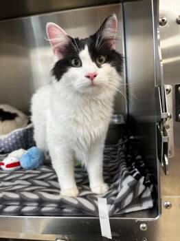 Ernie -  Domestic Medium Hair Cat for Adoption in Logan, Utah - Ernie | PetCurious