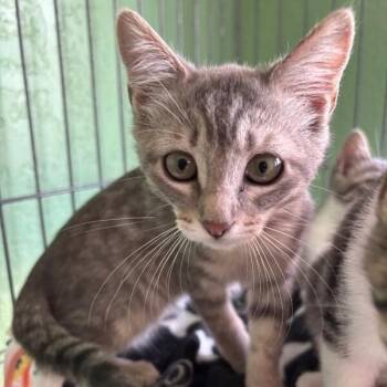 Muffin Sunnyside -  Tabby and Domestic Short Hair Cat for Adoption in Friendswood, Texas - Muffin Sunnyside | PetCurious