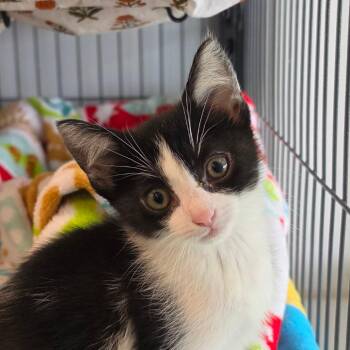Domestic Short Hair Cats Available for Adoption in Muncie, Indiana - Baby Basket Weaver | PetCurious