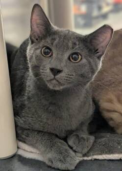 Whimsi -  Domestic Short Hair Cat for Adoption in Seven Valleys, Pennsylvania - Whimsi | PetCurious