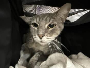 LUNA -  Domestic Short Hair Cat for Adoption in Thousand Palms, California - LUNA | PetCurious