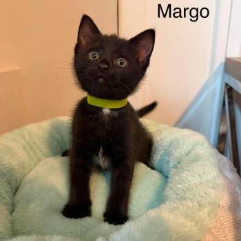 Margo (green collar) -  Domestic Short Hair Cat for Adoption in Chilliwack, British Columbia - Margo (green Collar) | PetCurious