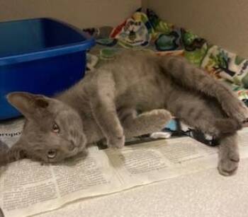 Rescue Domestic Short Hair Cats for Adoption in Mason City, Iowa - Buttercup | PetCurious
