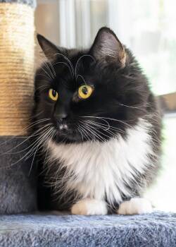 Elenor -  Domestic Short Hair Cat for Adoption in Buford, Georgia - Elenor | PetCurious