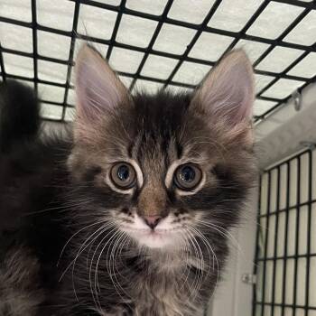 Dock -  Domestic Medium Hair Cat for Adoption in Chicago, Illinois - Dock | PetCurious