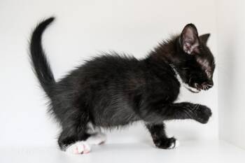 July -  Domestic Short Hair Cat Available for Adoption in Elmwood, Louisiana - July | PetCurious
