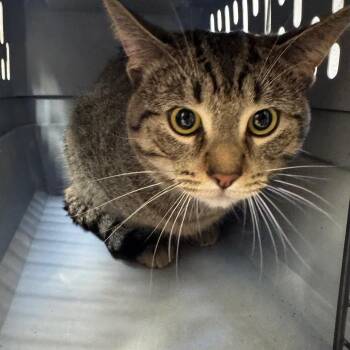 Domestic Short Hair Cats Available for Adoption in West Olive, Michigan - Samsung (Petco) | PetCurious