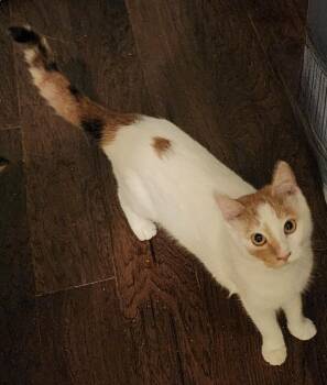 Calico and Domestic Short Hair Cats Available for Adoption in Greensburg, Pennsylvania - Ginger Ale | PetCurious