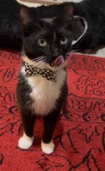 Domestic Short Hair Cats Available for Adoption in Missouri City, Texas - Bartholomew OR14356-T | PetCurious