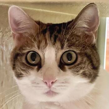 Domestic Short Hair Cats Available for Adoption in Hemet, California - Pebbles | PetCurious