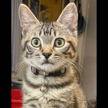Domestic Short Hair Cats Available for Adoption - Stacy | PetCurious