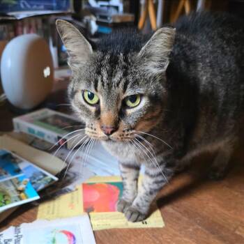 Patrick -  Domestic Short Hair Cat for Adoption in Memphis, Tennessee - Patrick | PetCurious