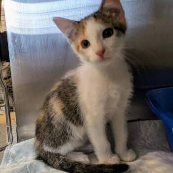 PURRLINI -  Domestic Short Hair Cat for Adoption in La Crescent, Minnesota - PURRLINI | PetCurious