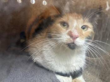 Domestic Short Hair Cats Available for Adoption in Rancho Cucamonga, California - HELLMAN 9 | PetCurious