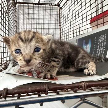 Alphabet Soup A3 -  Domestic Short Hair Cat for Adoption in Edinburg, Texas - Alphabet Soup A3 | PetCurious