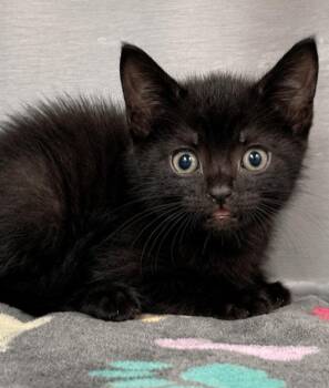 Homer -  Domestic Short Hair Cat for Adoption in Labelle, Florida - Homer | PetCurious
