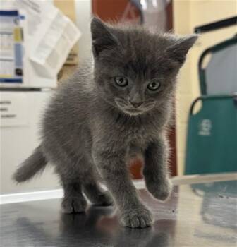 COOKIE DOUGH -  Domestic Short Hair Cat for Adoption in Aliquippa, Pennsylvania - COOKIE DOUGH | PetCurious