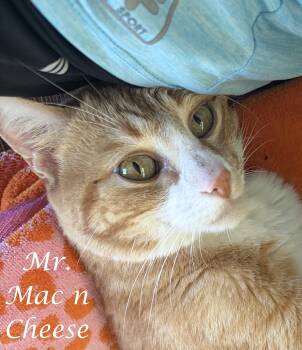 MR. MAC 
