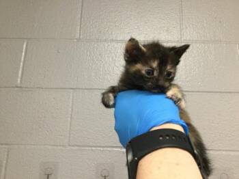 A1913056 -  Domestic Short Hair Cat for Adoption in Thousand Palms, California - A1913056 | PetCurious