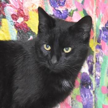 Domestic Short Hair Cats Available for Adoption in Flagstaff, Arizona - Caspian | PetCurious