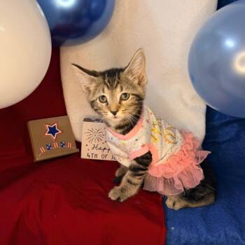 Ronda -  Domestic Short Hair Cat for Adoption in Mount Vernon, Illinois - Ronda | PetCurious