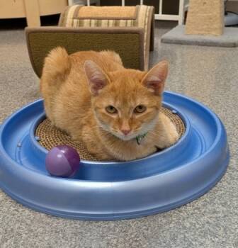 Rescue Domestic Short Hair Cats for Adoption in Neenah, Wisconsin - Sesame | PetCurious