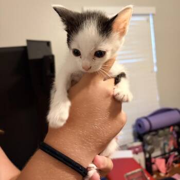 Alaska -  Domestic Short Hair Cat for Adoption in NEW PT RICHEY, Florida - Alaska | PetCurious