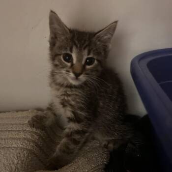 Domestic Short Hair Cats Available for Adoption in Phoenix, Arizona - Flare | PetCurious