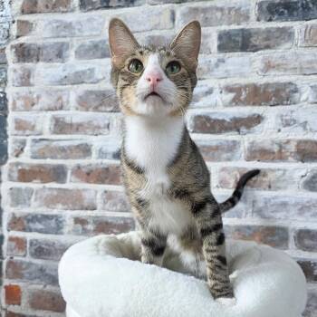 Franz -  Tabby Cat for Adoption in New Orleans, Louisiana - Franz | PetCurious