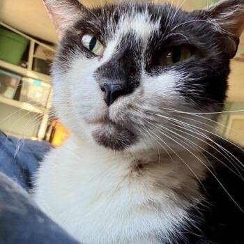 Buddy -  Domestic Short Hair Cat for Adoption in Seven Valleys, Pennsylvania - Buddy | PetCurious