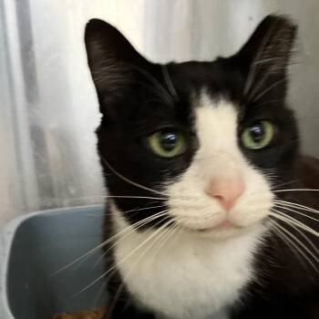 Domestic Short Hair Cats Available for Adoption in Lakeland, Florida - Bing Bong | PetCurious