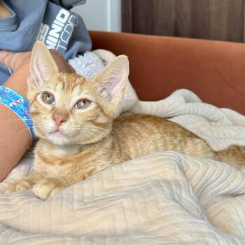 Darrell -  Domestic Short Hair Cat for Adoption in Richmond, Virginia - Darrell | PetCurious