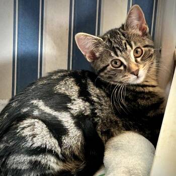 Domestic Short Hair Cats Available for Adoption - Tigg | PetCurious