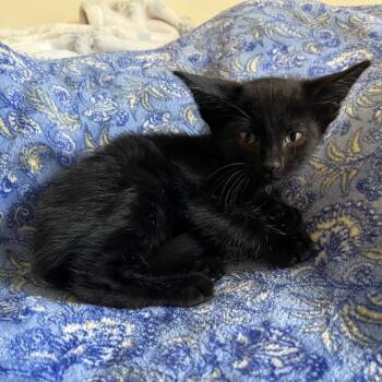 Samson -  Domestic Short Hair Cat for Adoption in Waldorf, Maryland - Samson | PetCurious