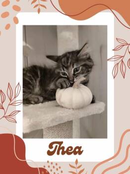 Thea (Broad St. Babies) -  Domestic Long Hair Cat for Adoption in Telford, Pennsylvania - Thea (Broad St. Babies) | PetCurious