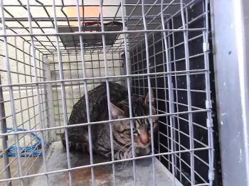 Domestic Short Hair Cats Available for Adoption - SAMMY | PetCurious