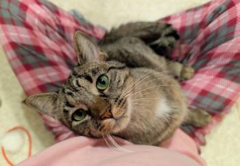 Rescue Domestic Short Hair Cats for Adoption in Hoyleton, Illinois - Raine | PetCurious