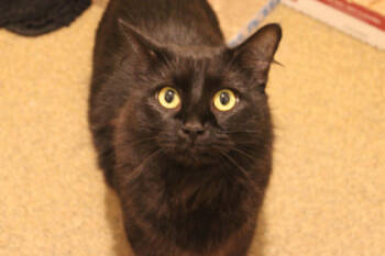 Rescue Domestic Medium Hair and Domestic Short Hair Cats for Adoption in Kansas City, Missouri - Mavis | PetCurious