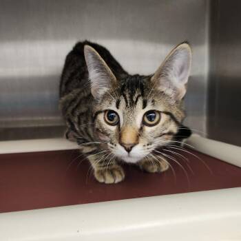 Cease & Desist -  Domestic Short Hair Cat for Adoption in Fort Wayne, Indiana - Cease & Desist | PetCurious
