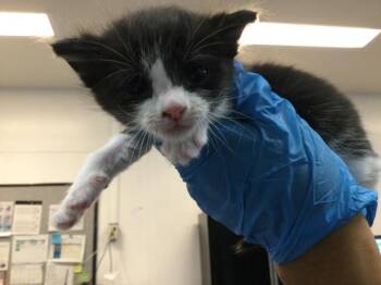 Domestic Short Hair Cats Available for Adoption in Thousand Palms, California - A1911051 | PetCurious