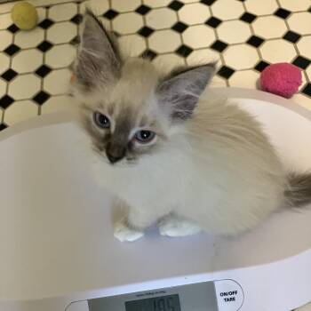 Siamese and Domestic Long Hair Cats Available for Adoption in Overland Park, Kansas - Sven | PetCurious