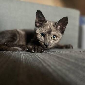 Cliff and John *Bonded Pair* -  Domestic Short Hair Cat for Adoption in Philadelphia, Pennsylvania - Cliff And John *Bonded Pair* | PetCurious