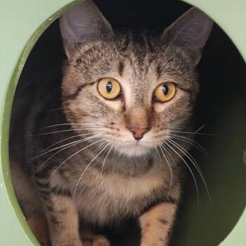 John -  Domestic Short Hair Cat for Adoption in Bentonville, Arkansas - John | PetCurious