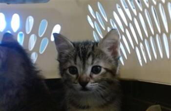 Domestic Short Hair Cats Available for Adoption in Oklahoma City, Oklahoma - NIBBLETS | PetCurious