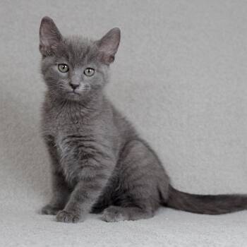 Tyler -  Domestic Short Hair Cat for Adoption in Sunnyvale, California - Tyler | PetCurious