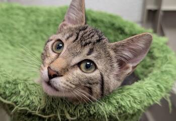 Elloree -  Domestic Short Hair Cat for Adoption in Smithfield, North Carolina - Elloree | PetCurious