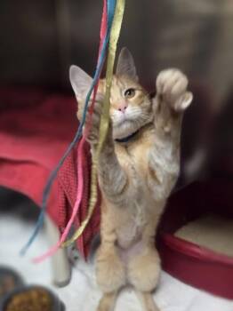 Kirby -  Domestic Short Hair Cat for Adoption in Westland, Michigan - Kirby | PetCurious